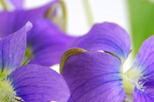 花地河時間表(花地河改造) 花地河時間表(花地河改造)