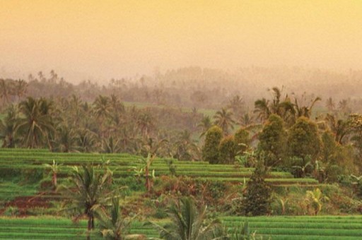 火影游戲主播直播平臺排名（火影游戲直播視頻）