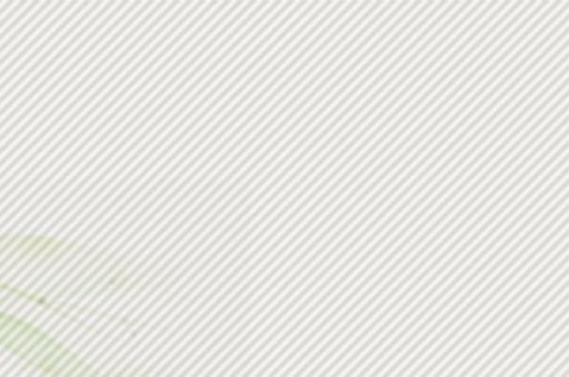 世界上最大的北極熊:體重高達800公斤 世界上最大的北極熊:體重高達800公斤