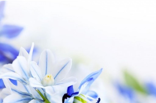 連續(xù)飛行時(shí)間最長(zhǎng)的鳥(niǎo)排行榜 北極燕鷗飛行時(shí)間最長(zhǎng)幾乎不落地 連續(xù)飛行時(shí)間最長(zhǎng)的鳥(niǎo)排行榜 北極燕鷗飛行時(shí)間最長(zhǎng)幾乎不落地