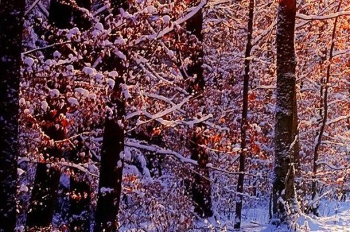 網(wǎng)紅游戲業(yè)績排名前十名（網(wǎng)紅游戲2021）