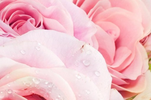 2020年UFC女子雛量級(jí)排行榜完整版：張偉麗喜占榜首，喬安娜數(shù)次上榜