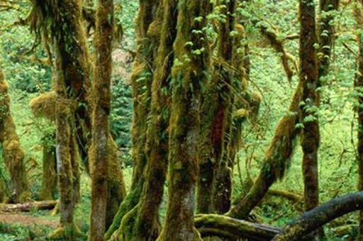 10種比熊貓還珍貴的動物2024最新排名前十名對比