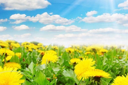 最適合養(yǎng)在室內(nèi)的植物排行2024最新排名前十名對比