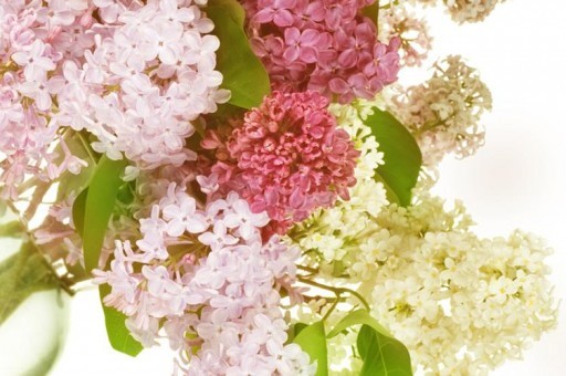 2024黔東南民族職業技術學院錄取分數線及位次一覽：四川考生2025填報參考