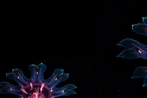 歷史特別悠久的十大高校2025最新排名前十名榜單出爐 歷史特別悠久的十大高校2025最新排名前十名榜單出爐