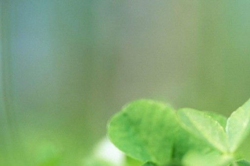 泰山儒風多少錢 泰山儒風最新口感評測