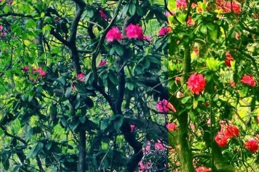 南京雨花石香煙怎么樣 南京雨花石香煙口感測評