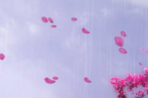 世界上特別美的花排行榜：牡丹花象征富貴與權(quán)利，2025年排名前十名榜單出爐