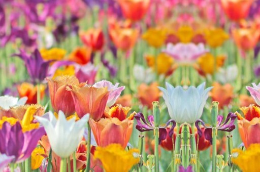 紅塔山煙價(jià)格和圖片2025近期排名前十名分析