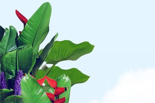 世界上最強的不死生物是什么？就是水熊蟲！