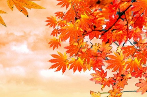 長白山(硬紅)怎么樣長白山硬紅好抽嗎 長白山(硬紅)怎么樣長白山硬紅好抽嗎