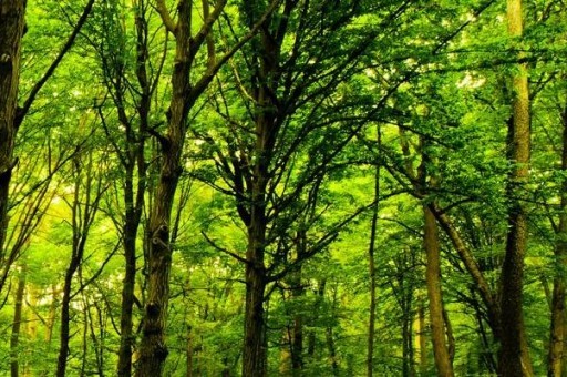 全球四大煙草巨頭2025年排名前十名榜單出爐 全球四大煙草巨頭2025年排名前十名榜單出爐