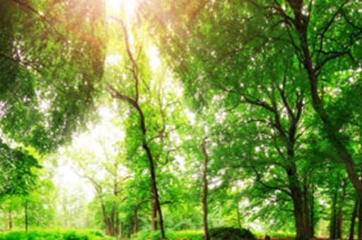 西南政法大學好不好?附西南政法大學最好的專業排名 西南政法大學好不好?附西南政法大學最好的專業排名