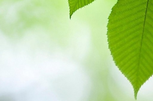 世界上十大最忠貞愛(ài)情鳥(niǎo)：天鵝、雙角犀鳥(niǎo)雙雙上榜