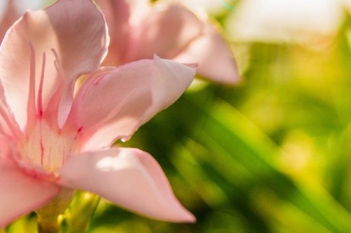 彩虹是怎么形成的簡(jiǎn)答 彩虹形成原理簡(jiǎn)單介紹