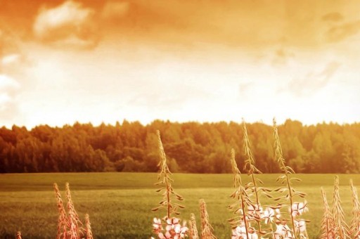 世界上最大的靈芝，江西萍鄉巨型靈芝重達55.5公斤！